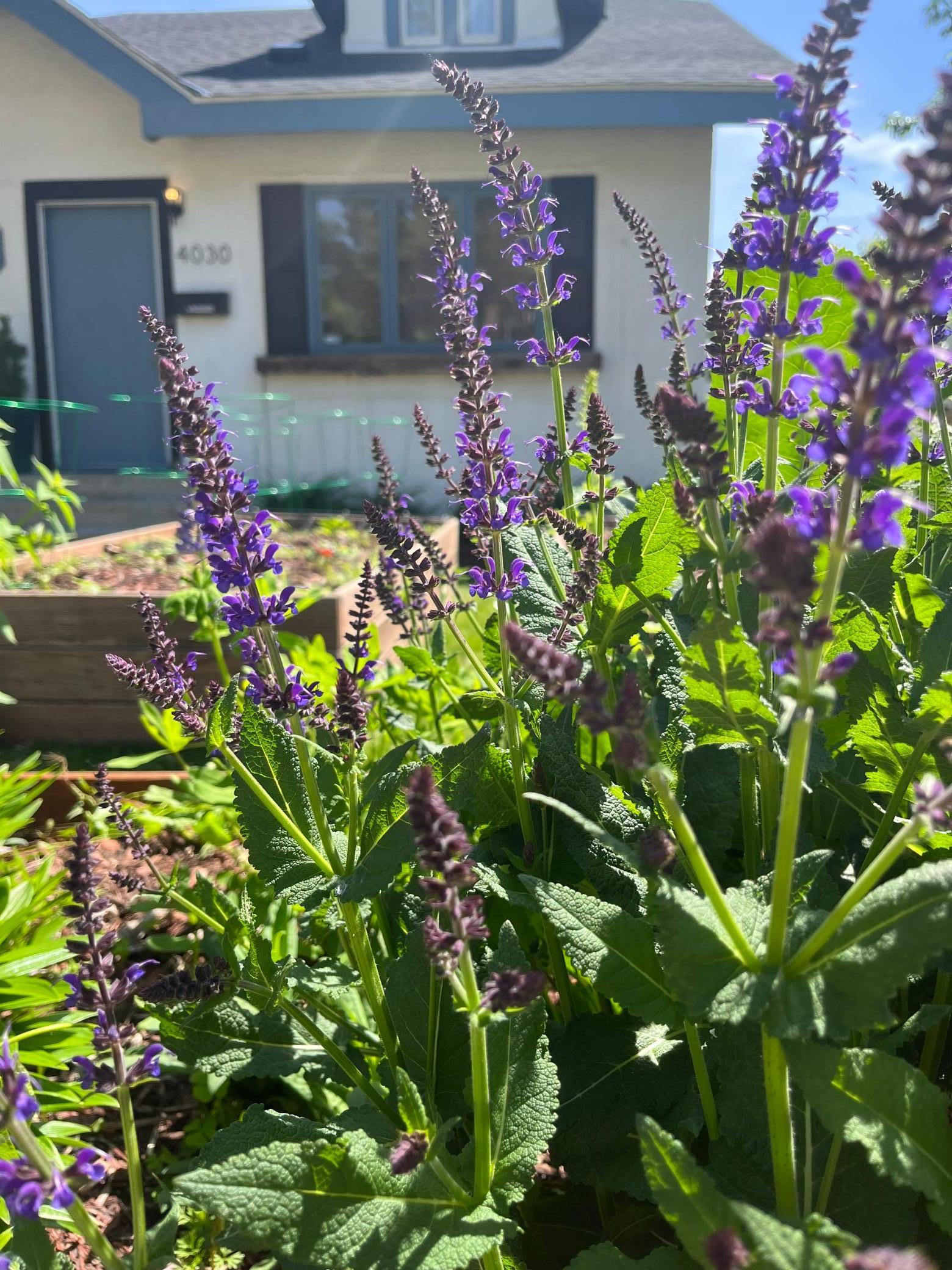 Summer wildflower garden.