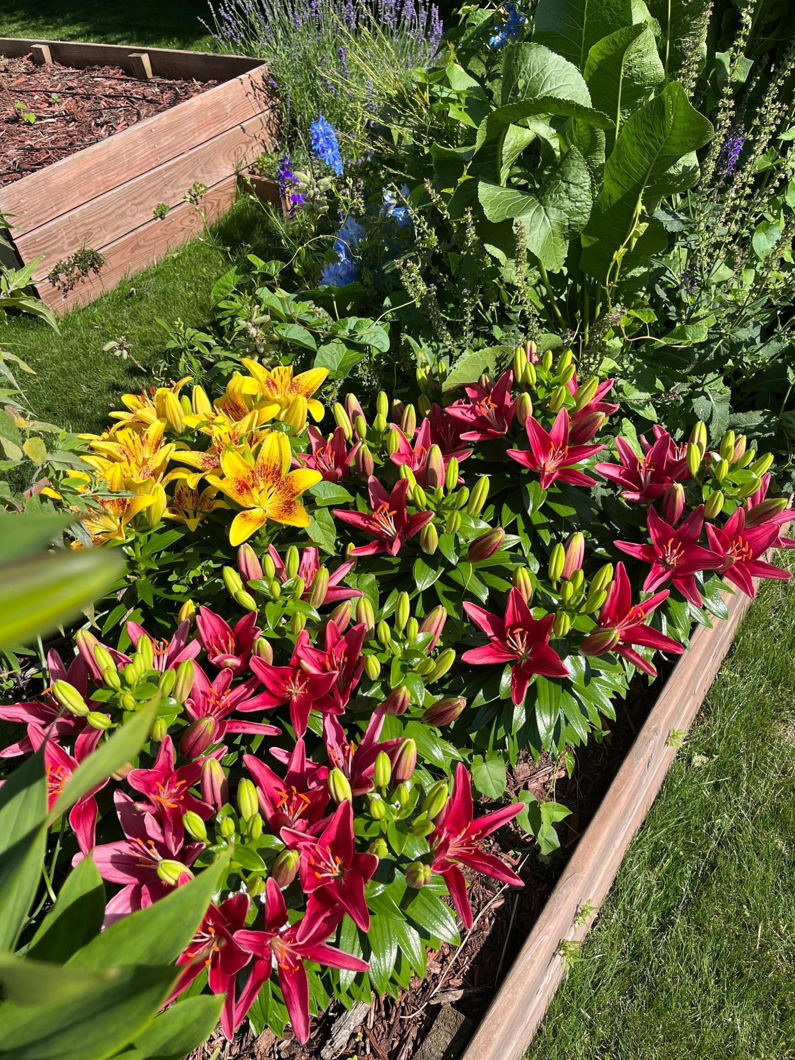 More beautiful summer wildflower garden photos!