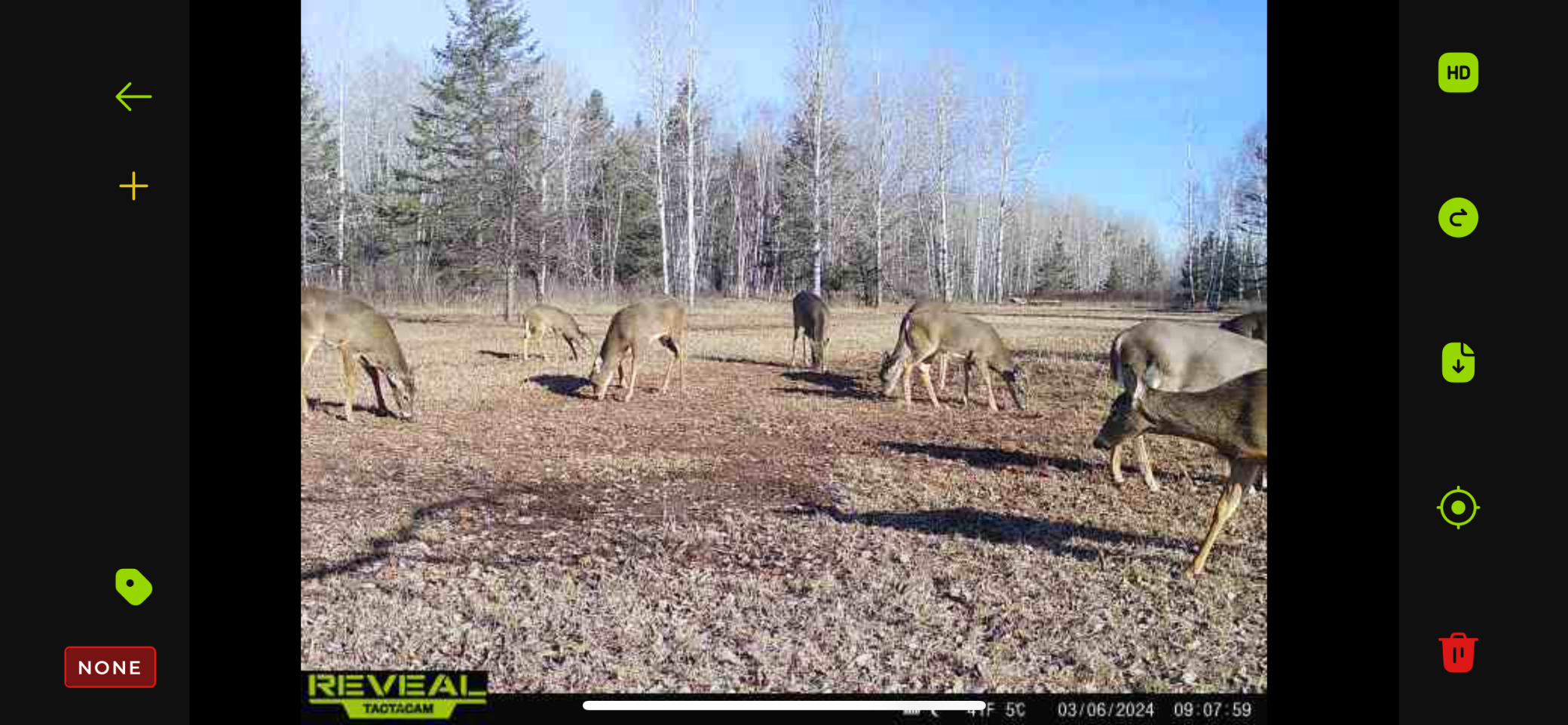 Arnold Deer Pics.PNG