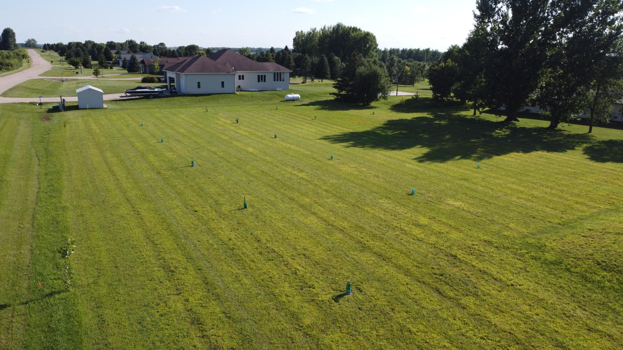 trees planted