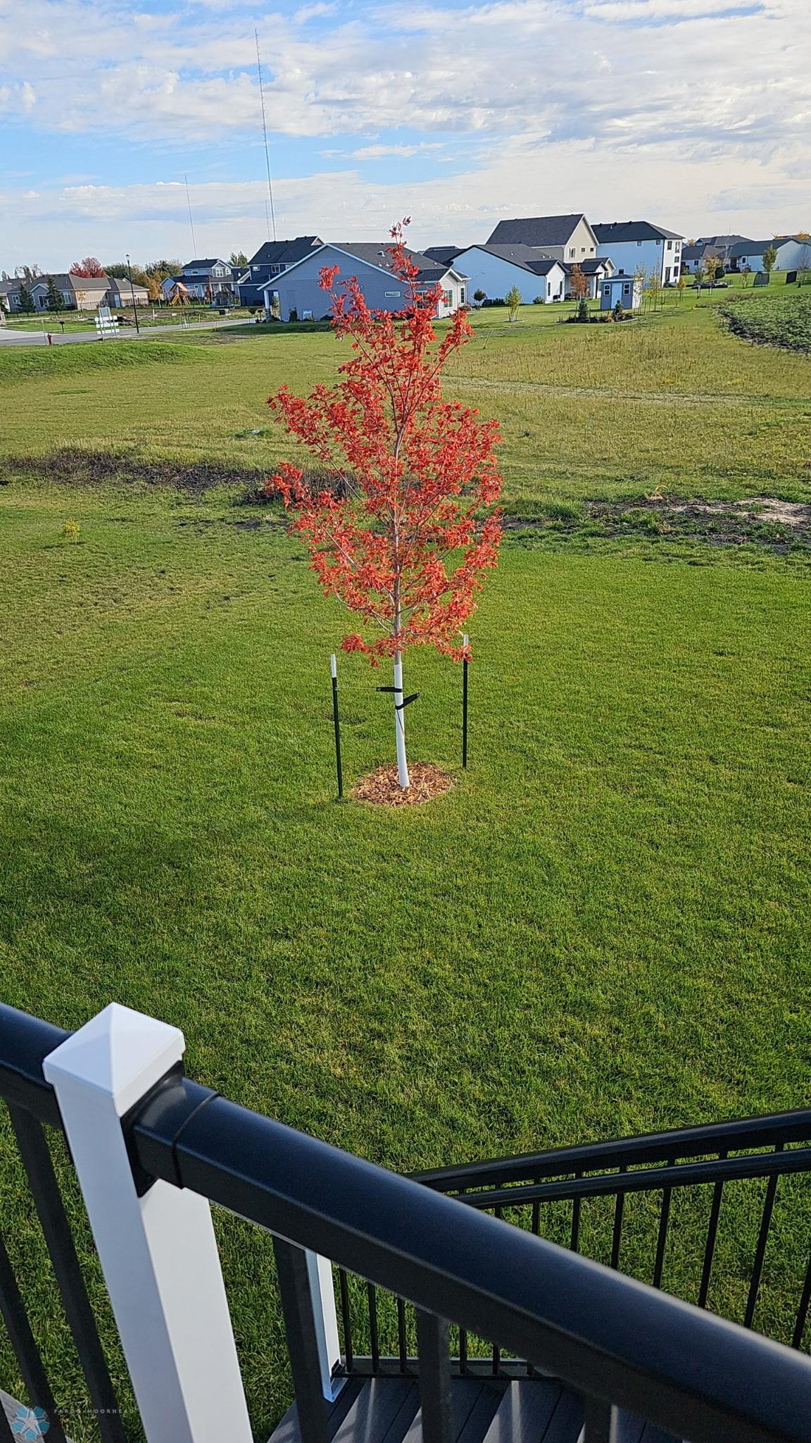 Back Yard - Maple Tree in Fall