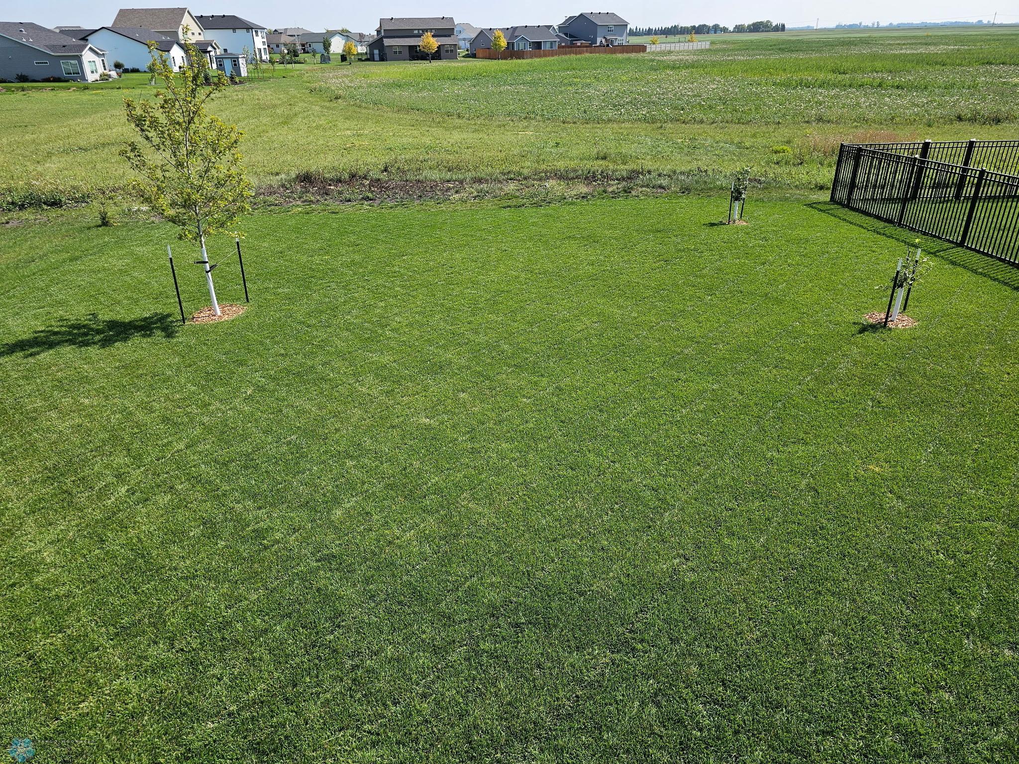 Back Yard - Maple Tree and 2 Apple Trees