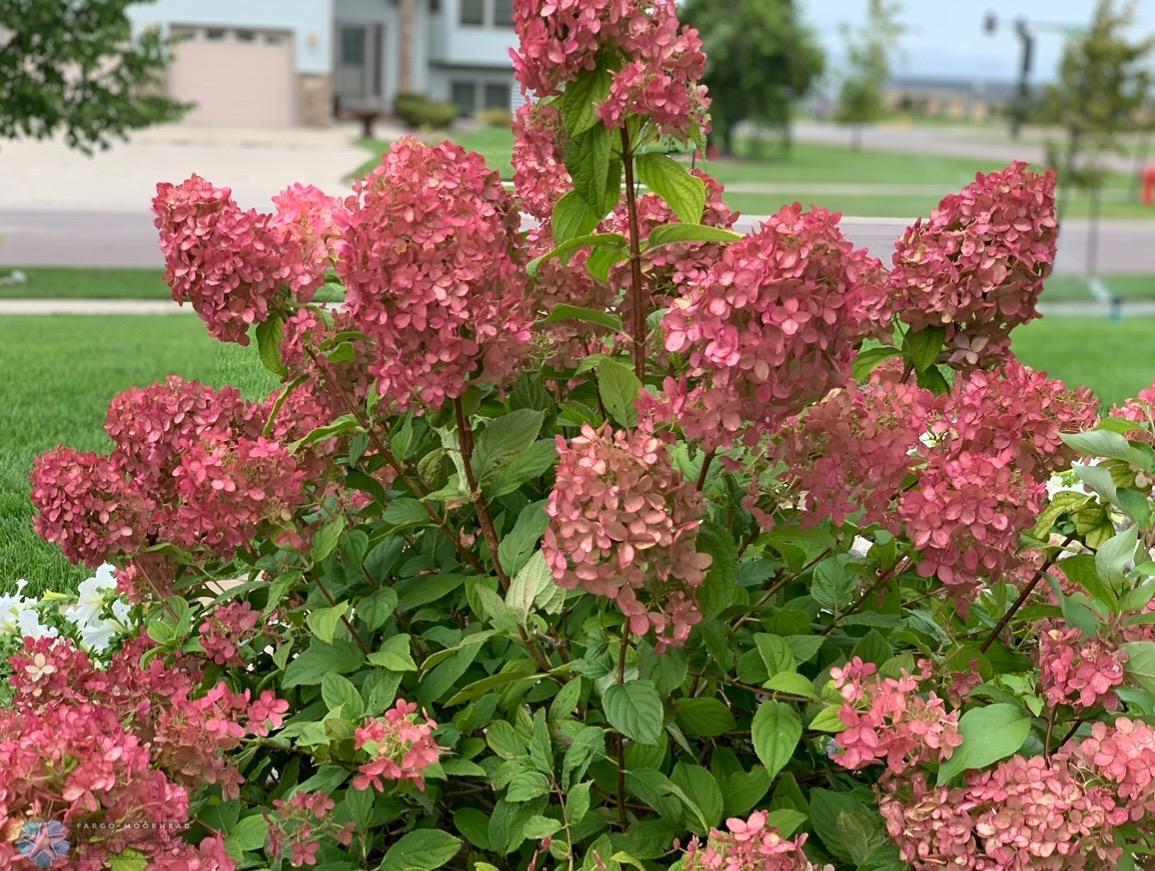 Summer flowers.jpeg