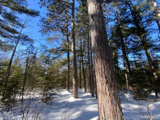 TBD Deep Woods Rd., Orr, MN 55771