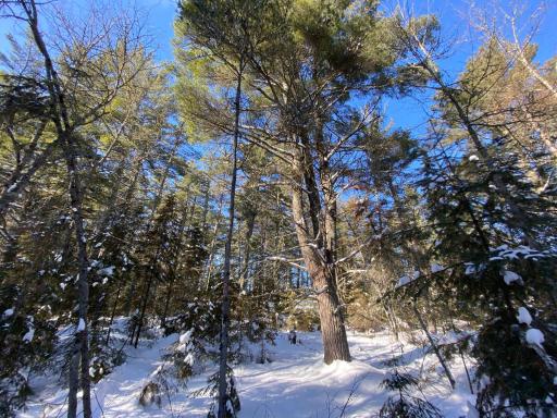 TBD Deep Woods Rd., Orr, MN 55771