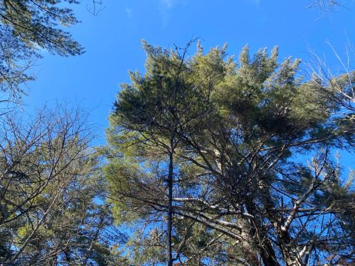 TBD Deep Woods Rd., Orr, MN 55771