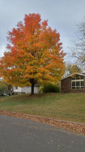 Front yard in the fall!