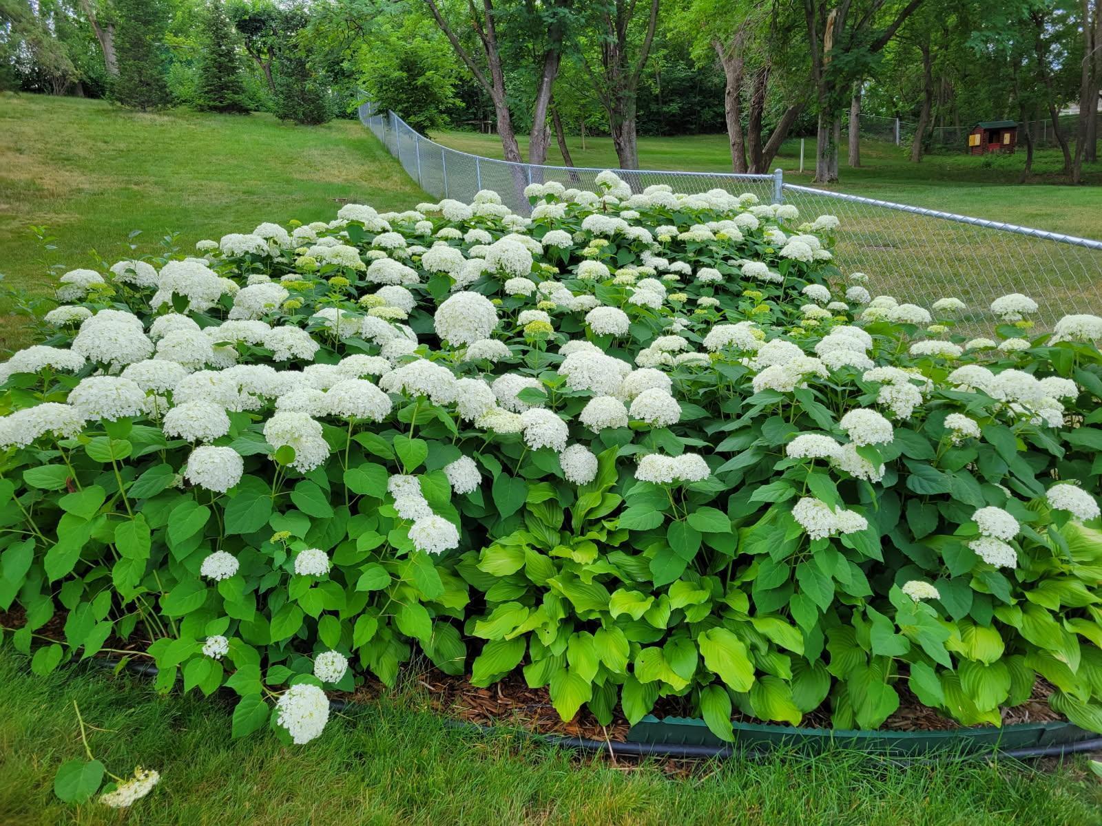 hydrangeas in back