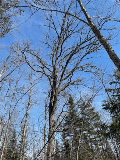 Untouched wilderness-perfect for hunting