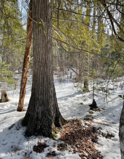 Cedars with animal trails
