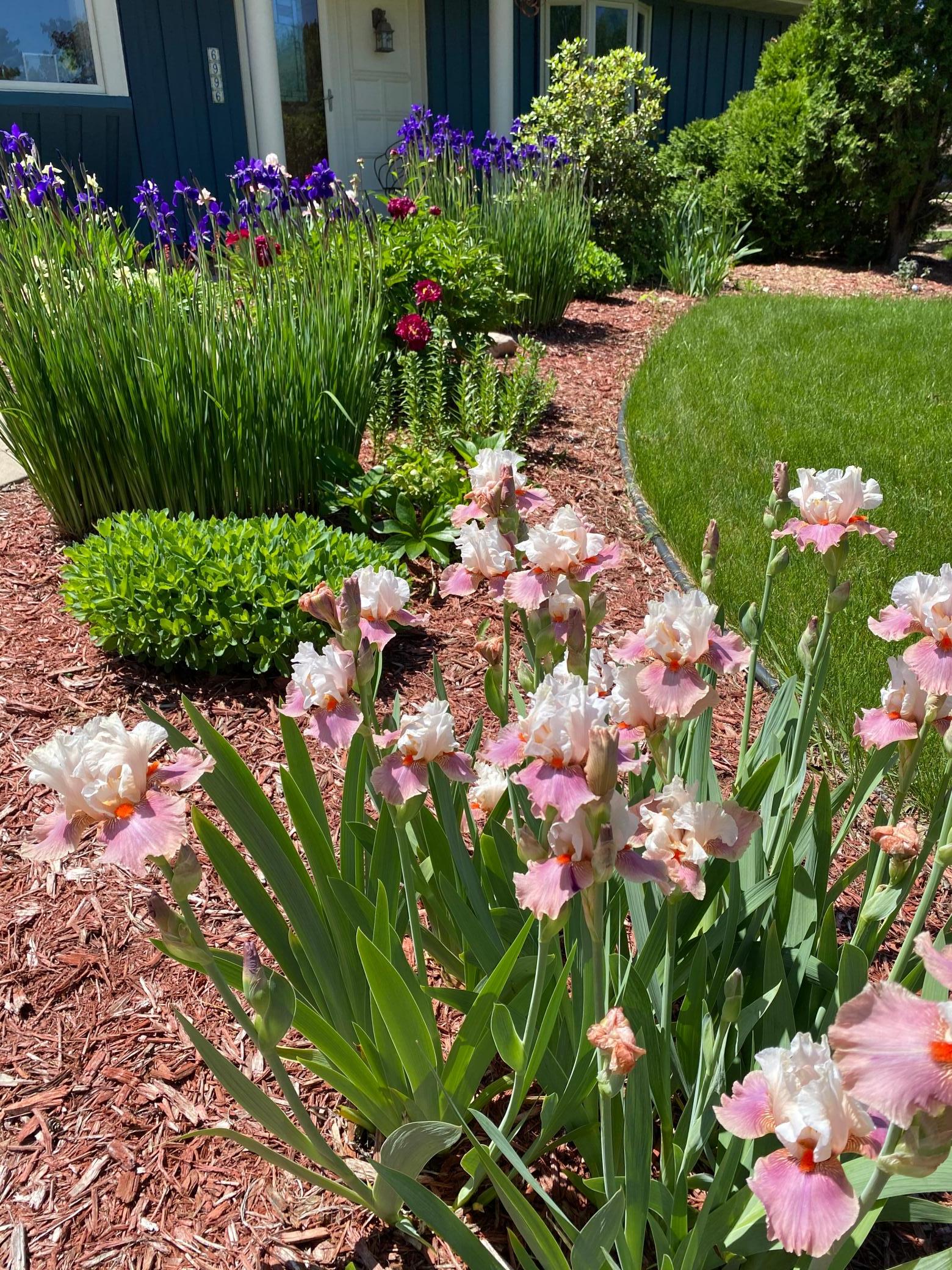 Front yard flowers