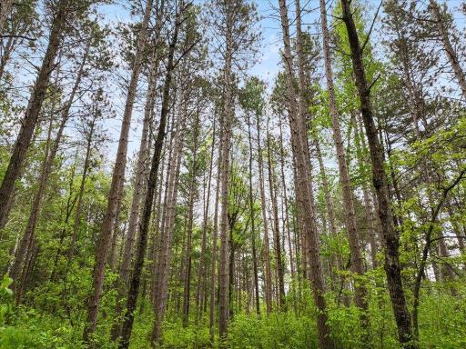 6167 24th Street SW, Pine River, MN 56474