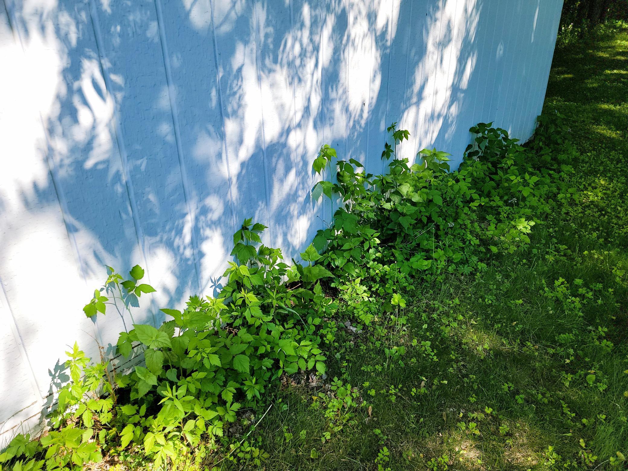 Strawberries along side the shed / garage