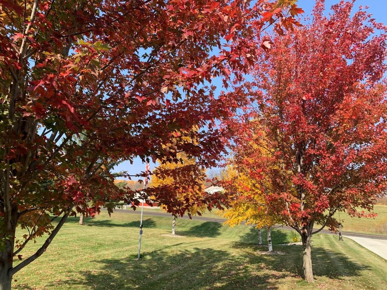 37-Fall foliage (1).jpg