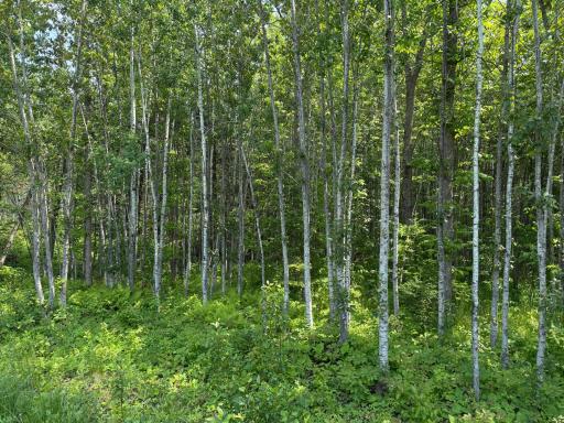 Photo for 2425 HWY 217, Ray, MN 56669 - Listing #6678480 2425 HWY 217, Ray, MN 56669