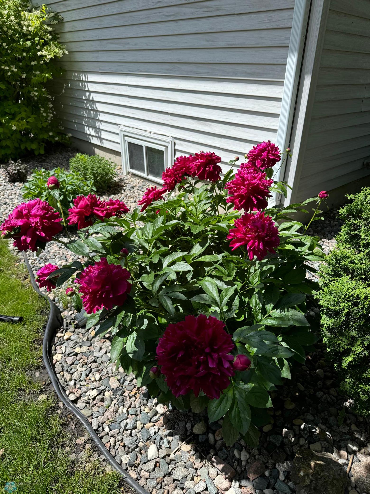 Landscaping Summer