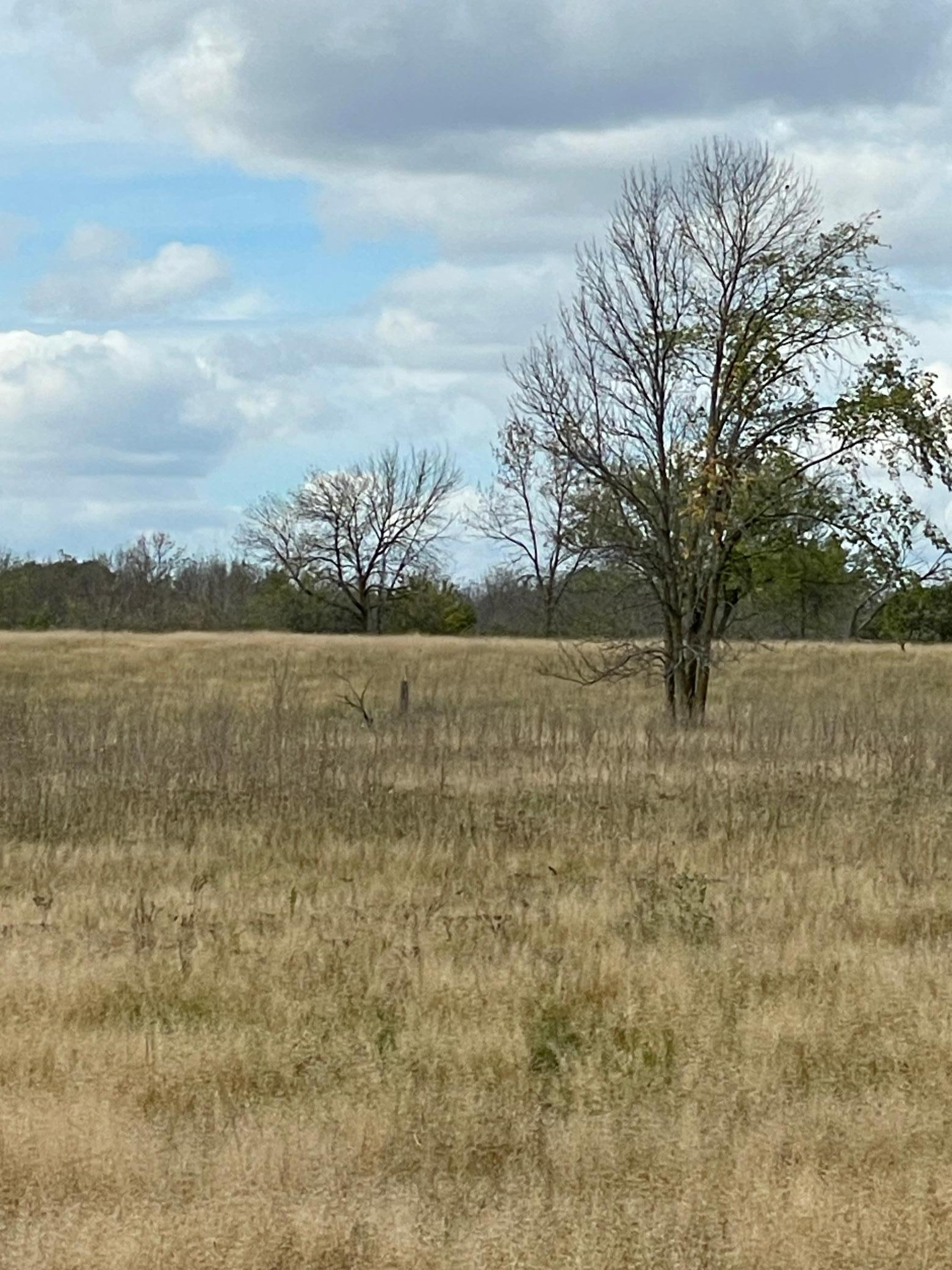 View from 83d Avenue