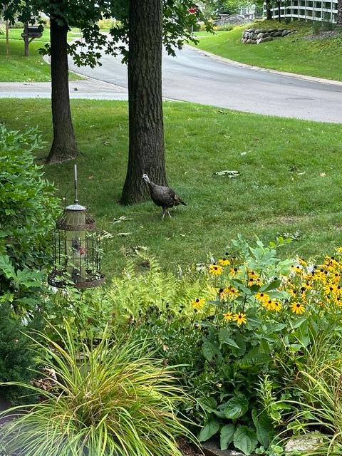 lots of perennials to look forward to