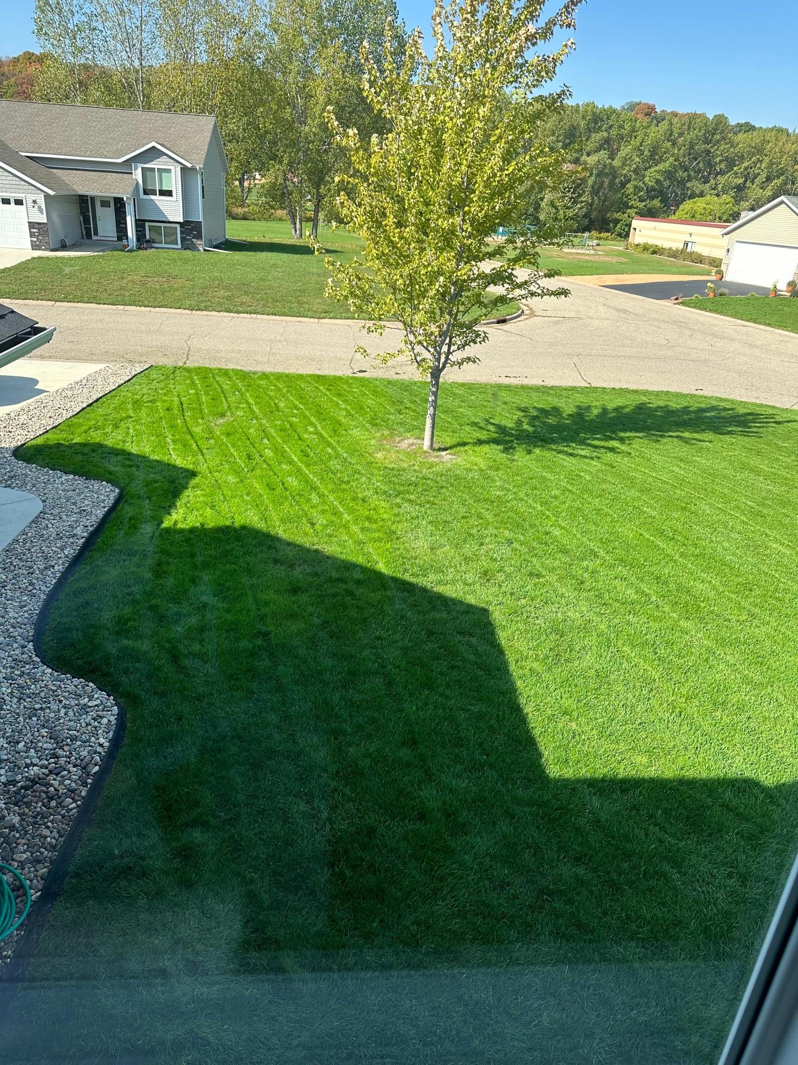 Did I mention that Mr. Lawn lives here? Here's an example of the grass that's already in...No waiting!