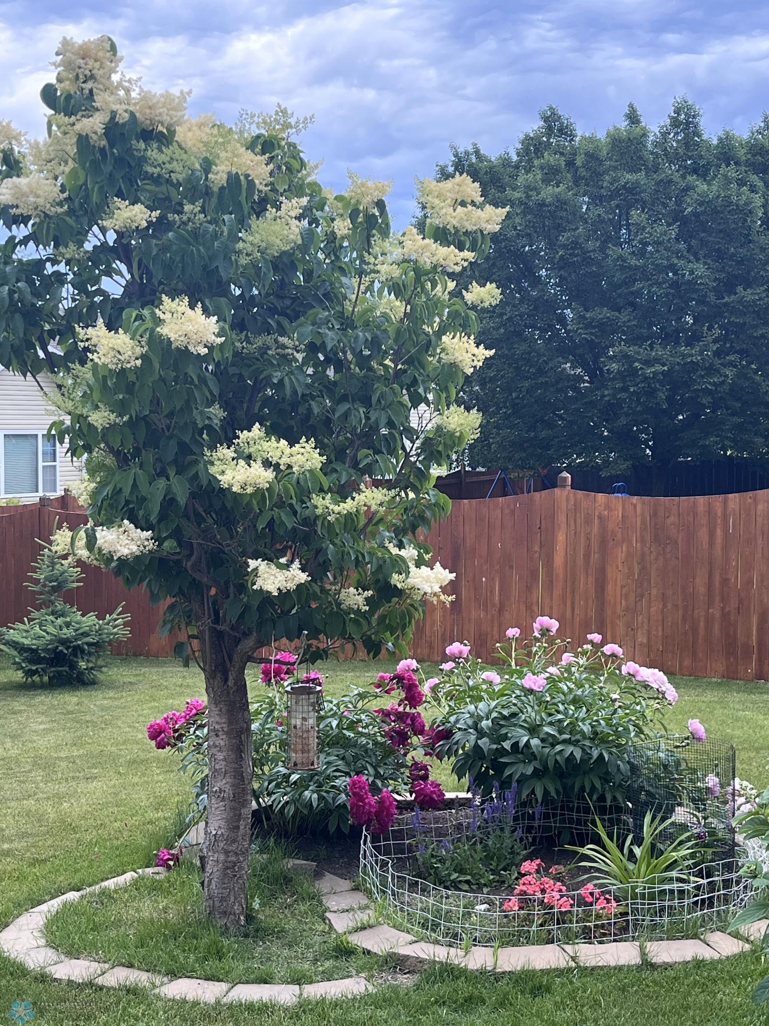 back yard