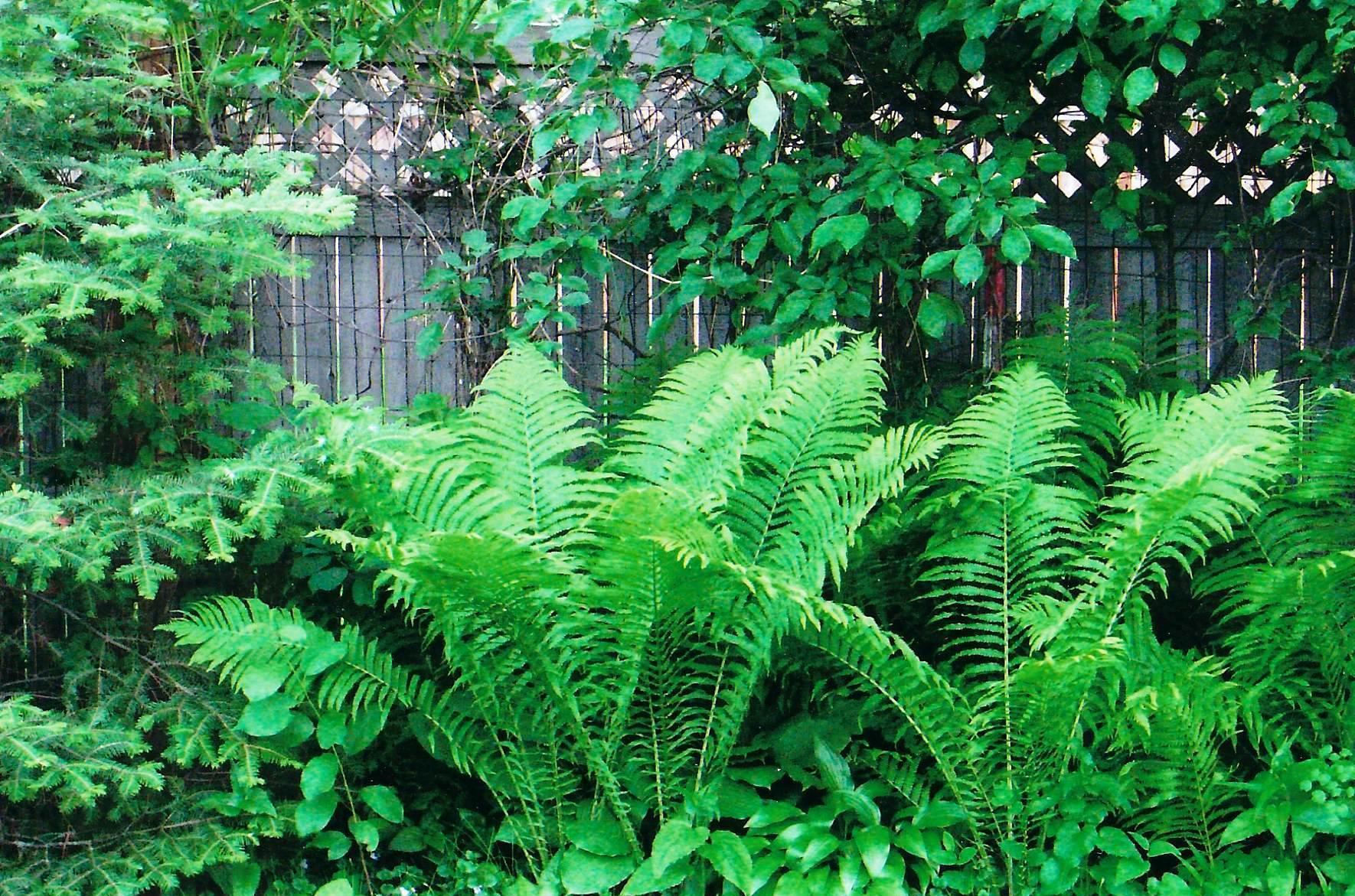 perennial garden along back fence.jpg