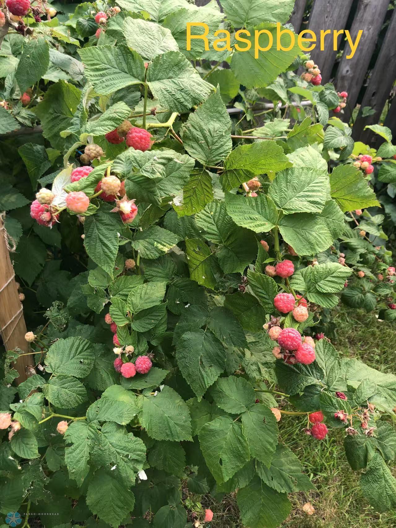 Raspberry Bushes