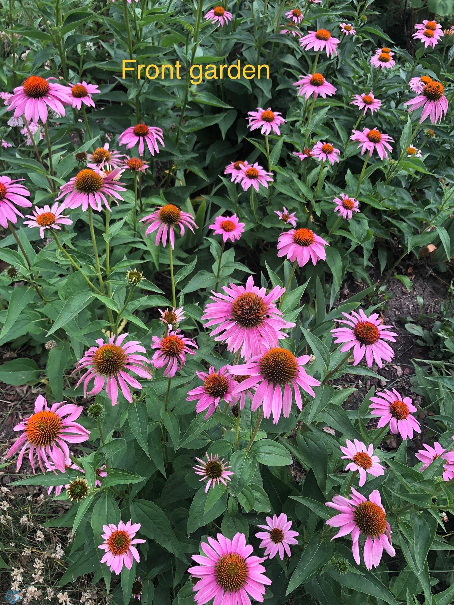 Front Garden.jpeg