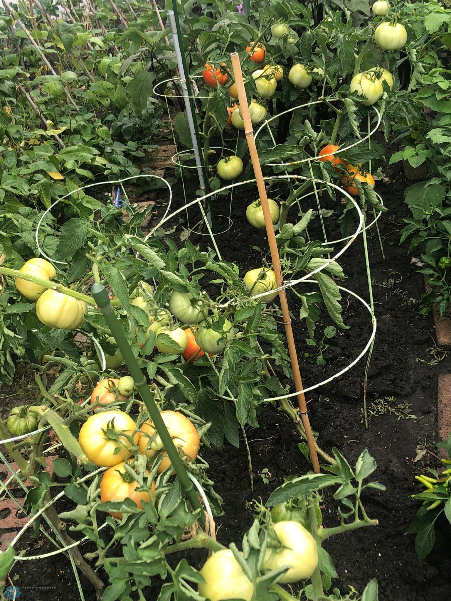 Incredible Vegetable Garden.jpeg