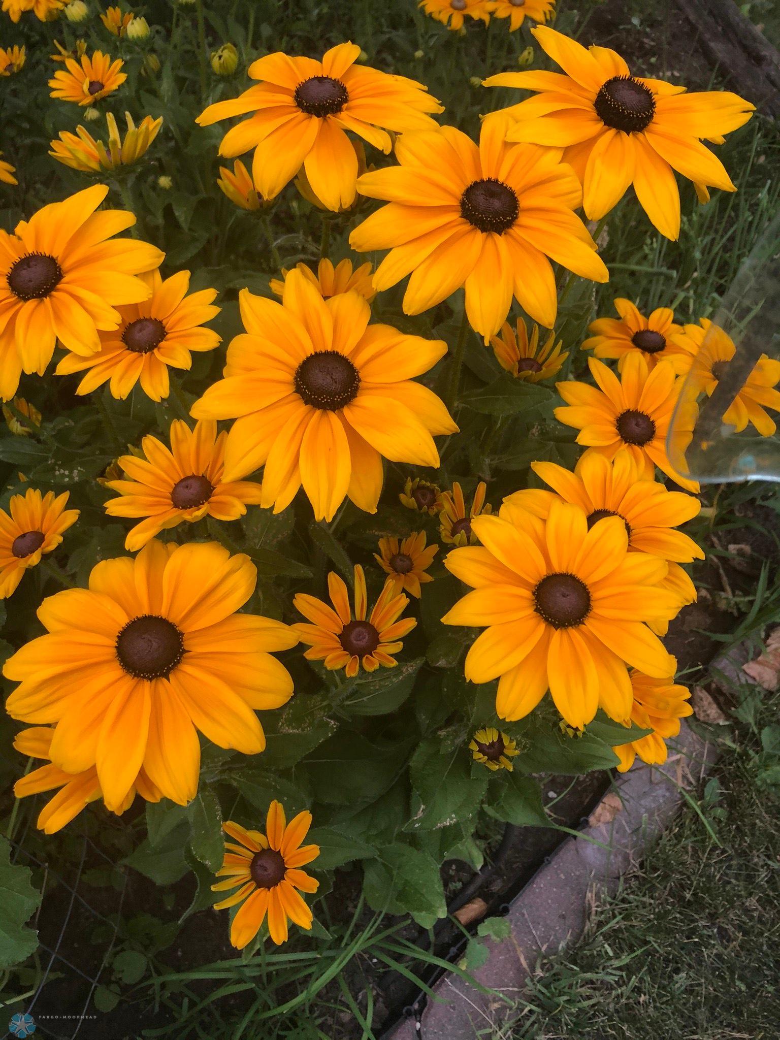 Beautiful Daisies.jpeg