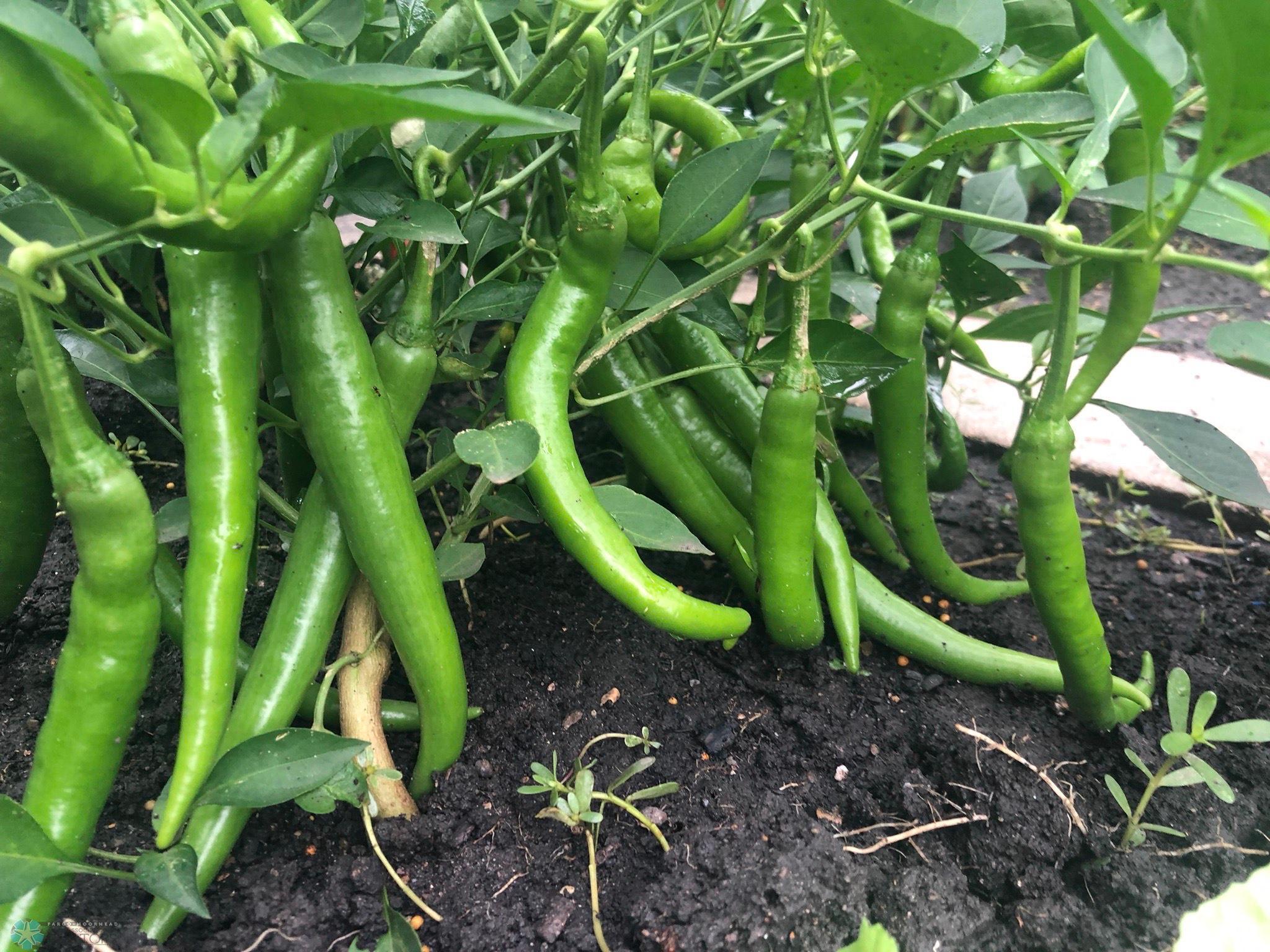 Garden FULL of Vegetables.jpeg