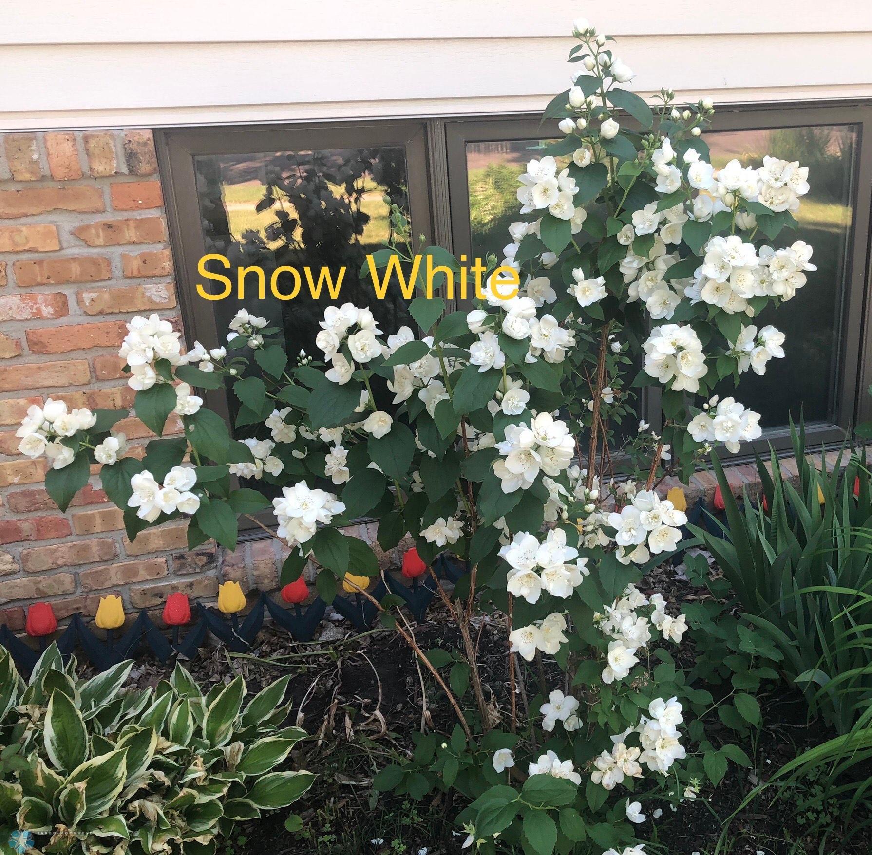 Front Yard Flowers.jpeg