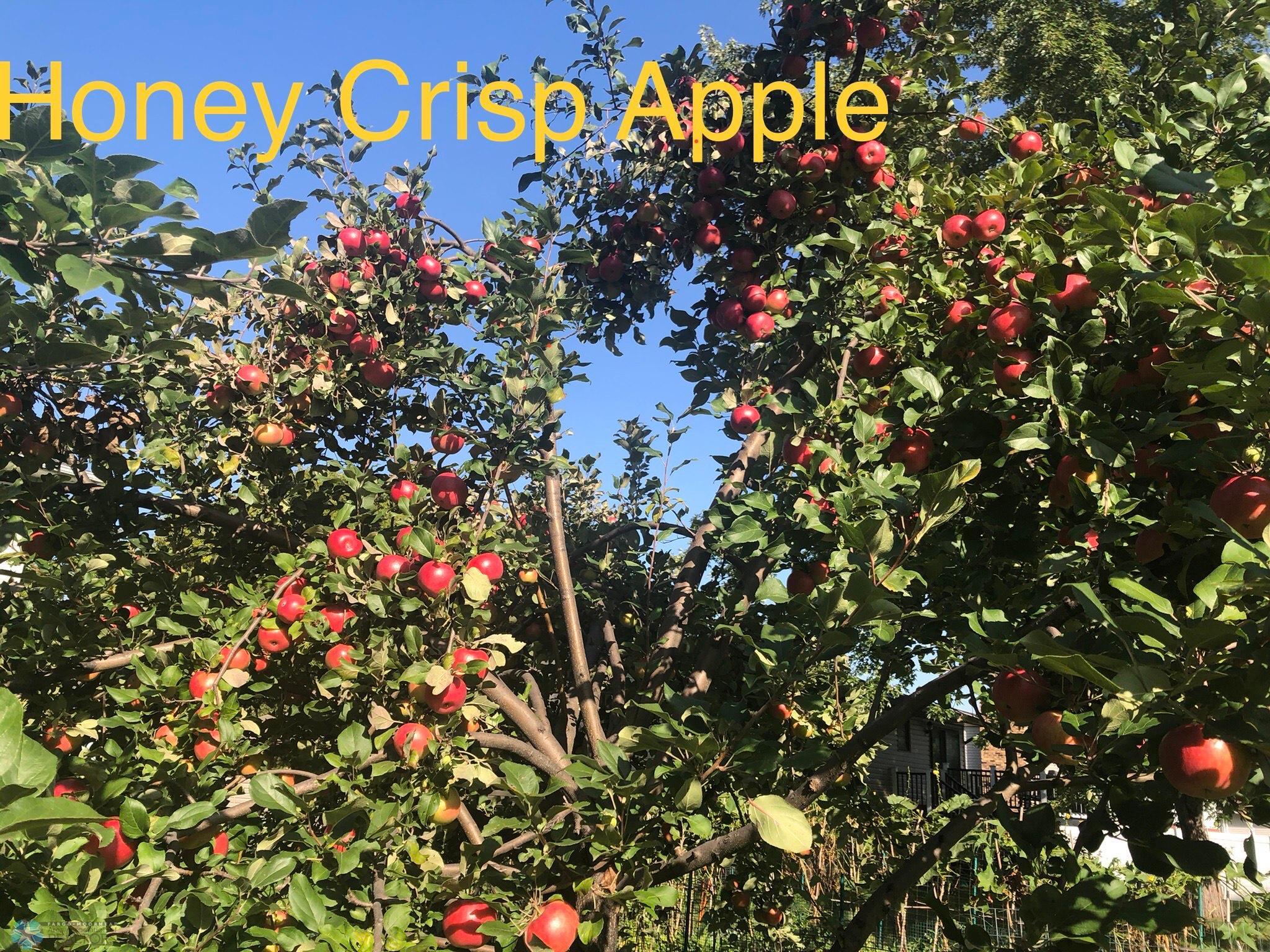 Honey Crisp Apple Tree.jpeg