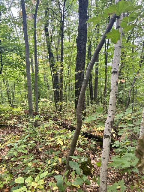 Property photo for xxx Lake Camile/Lost Lake, Cushing, MN 56443