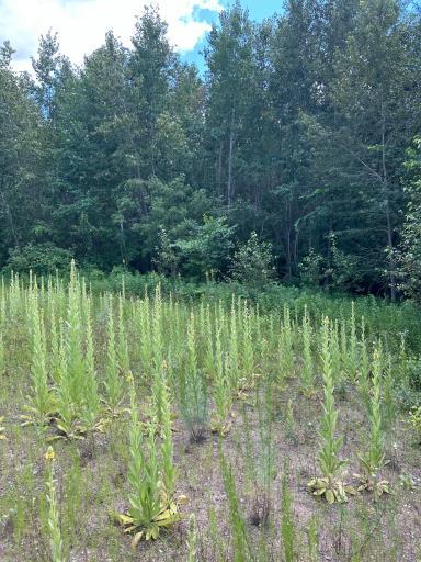 43475 310th Avenue NE, Gatzke, MN 56724