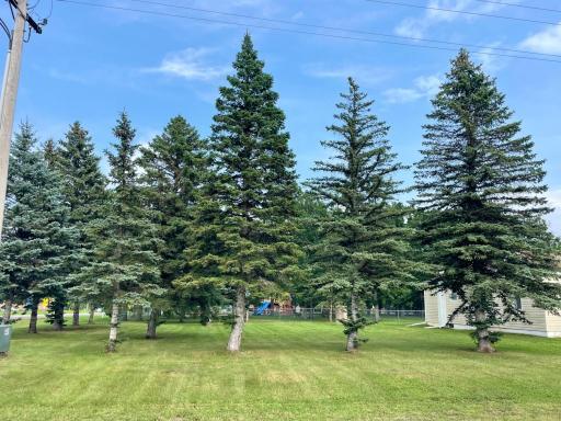 Beautiful mature evergreens lining the property!