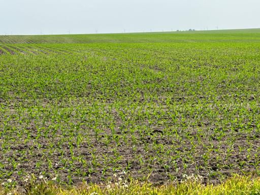 Stewartville, MN 55936