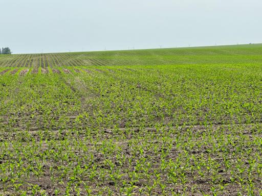 Stewartville, MN 55936