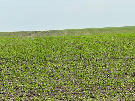 Stewartville, MN 55936