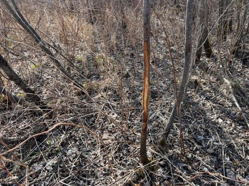 000 Lost Fawn, Hinckley, MN 55037