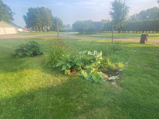 Established Rhubarb and Perennial flower beds