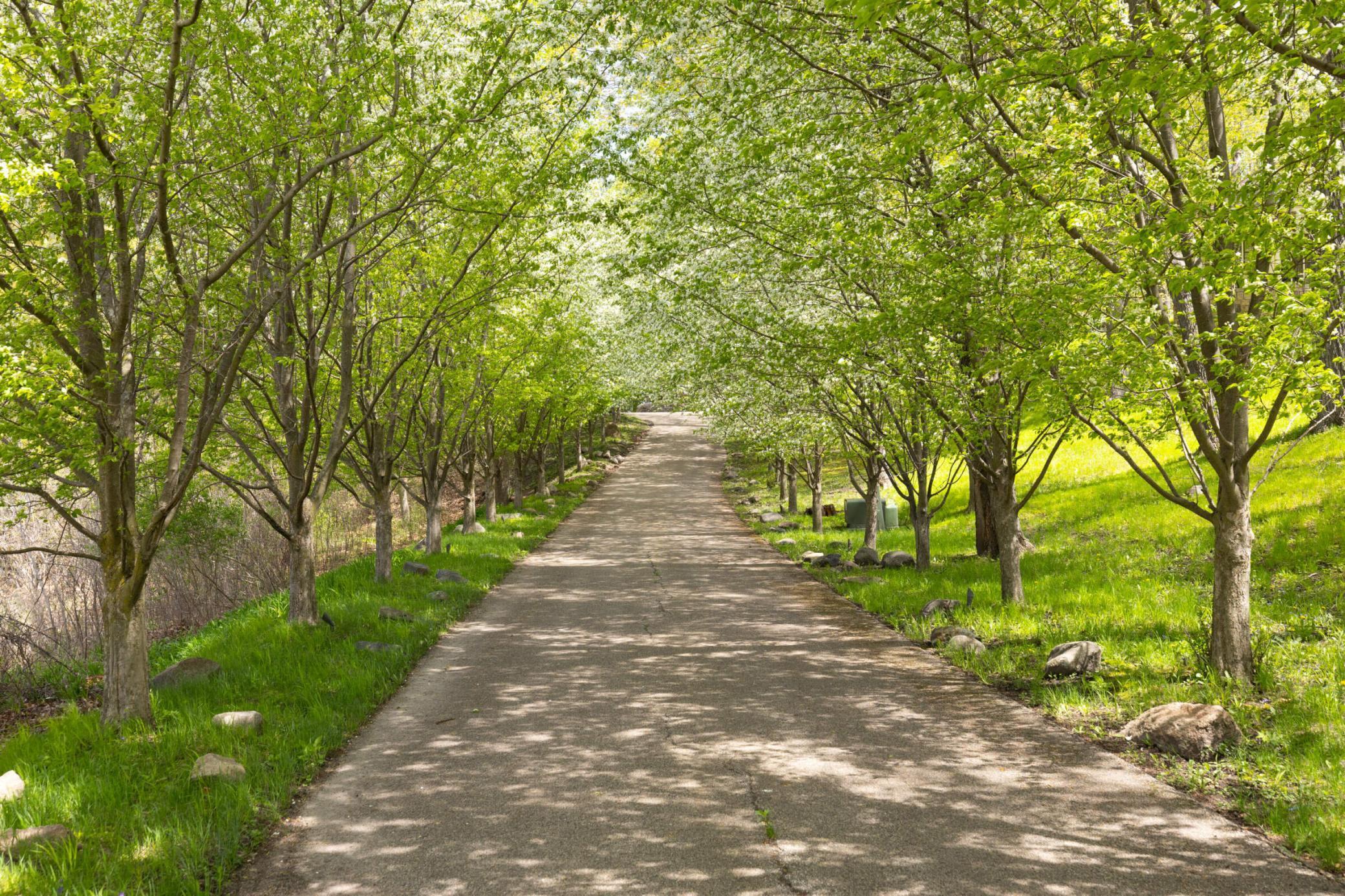 Treelined driveway