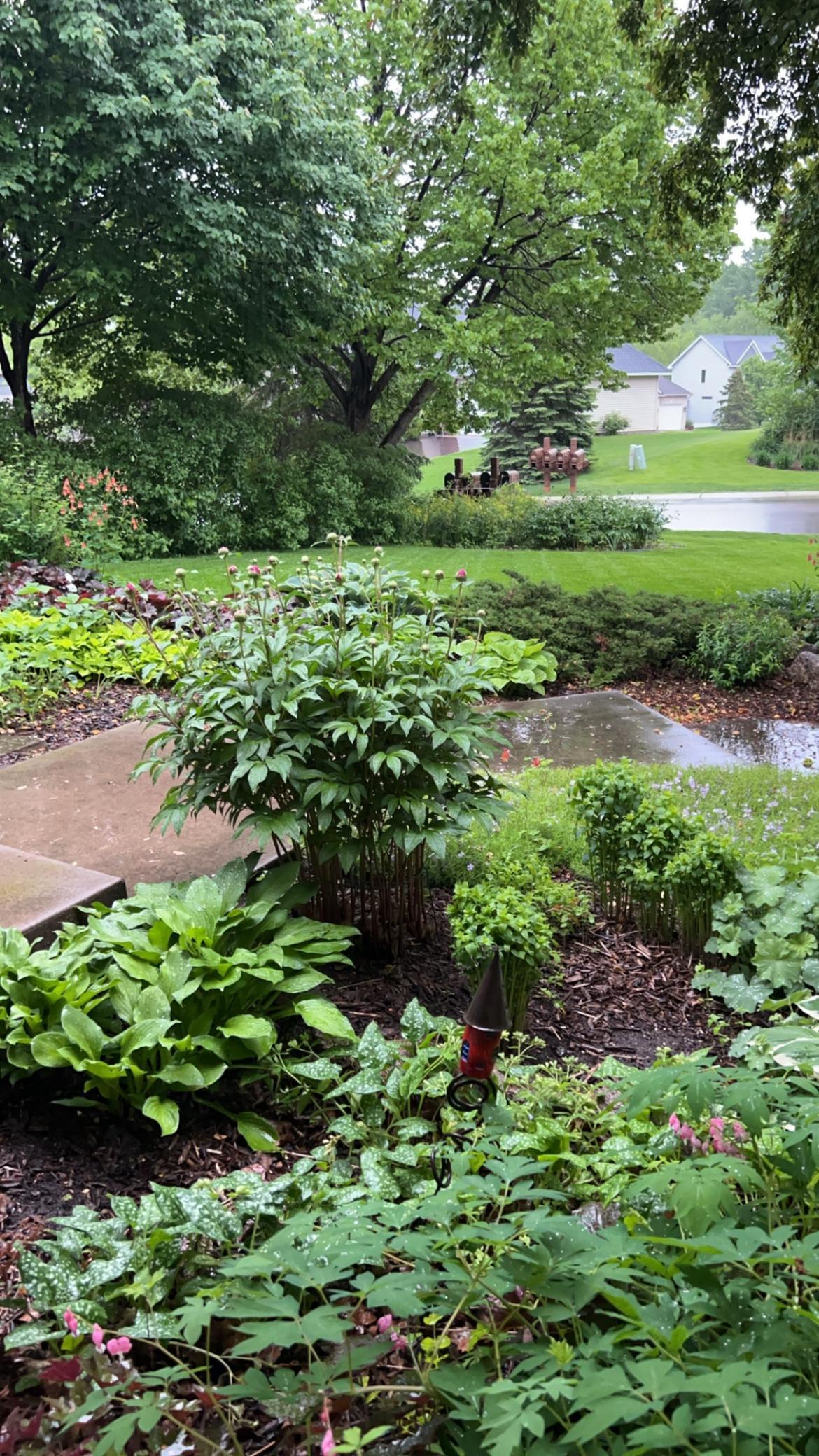Beautifully landscaped, just want a few more weeks!