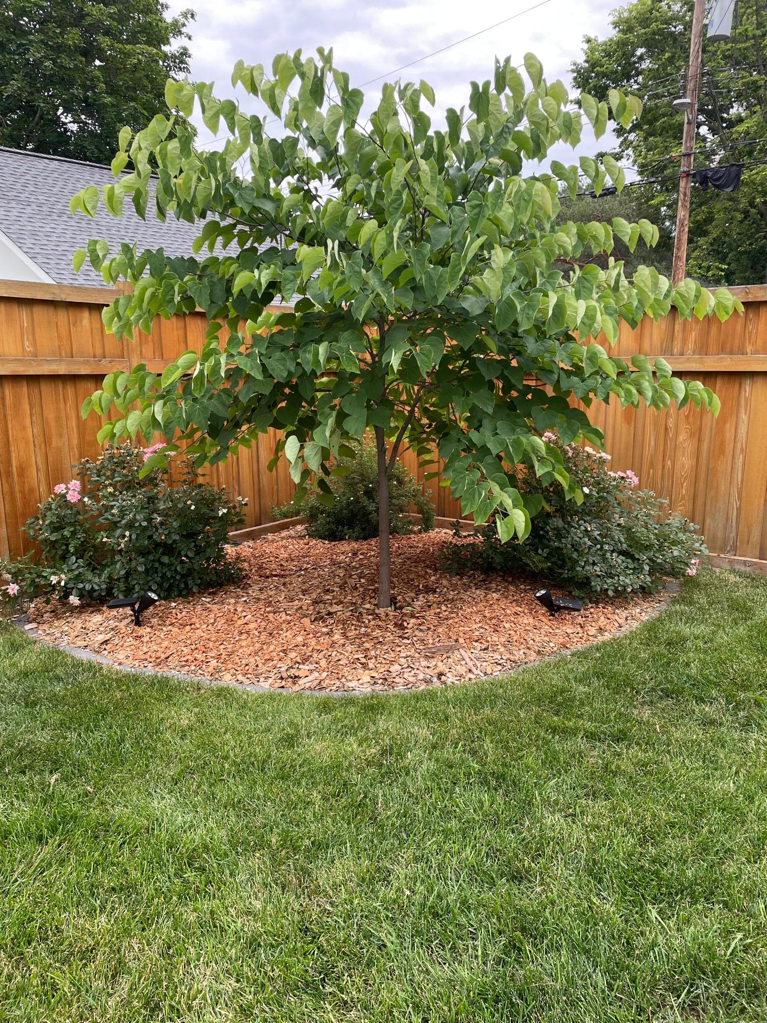 Great landscaping!
