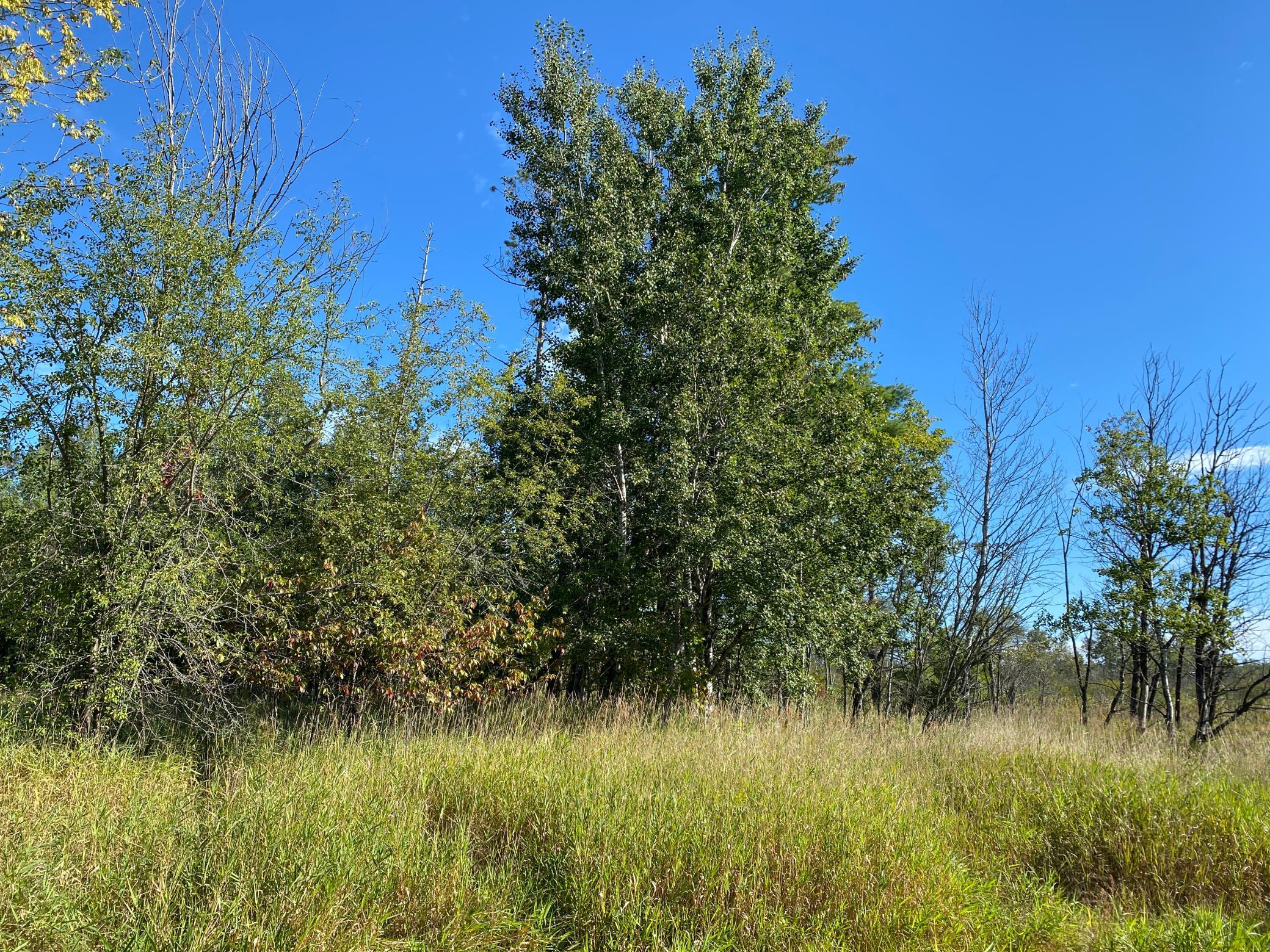 3-acre lot partial wooded.JPG