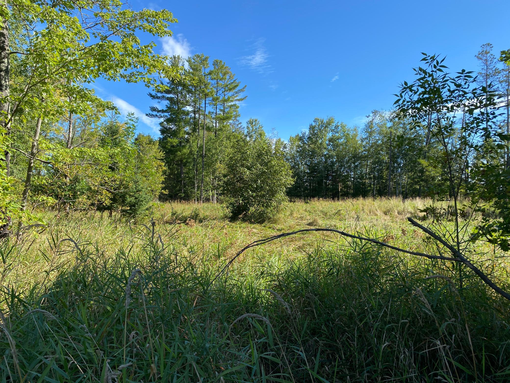 3-acre lot cleared building site.JPG