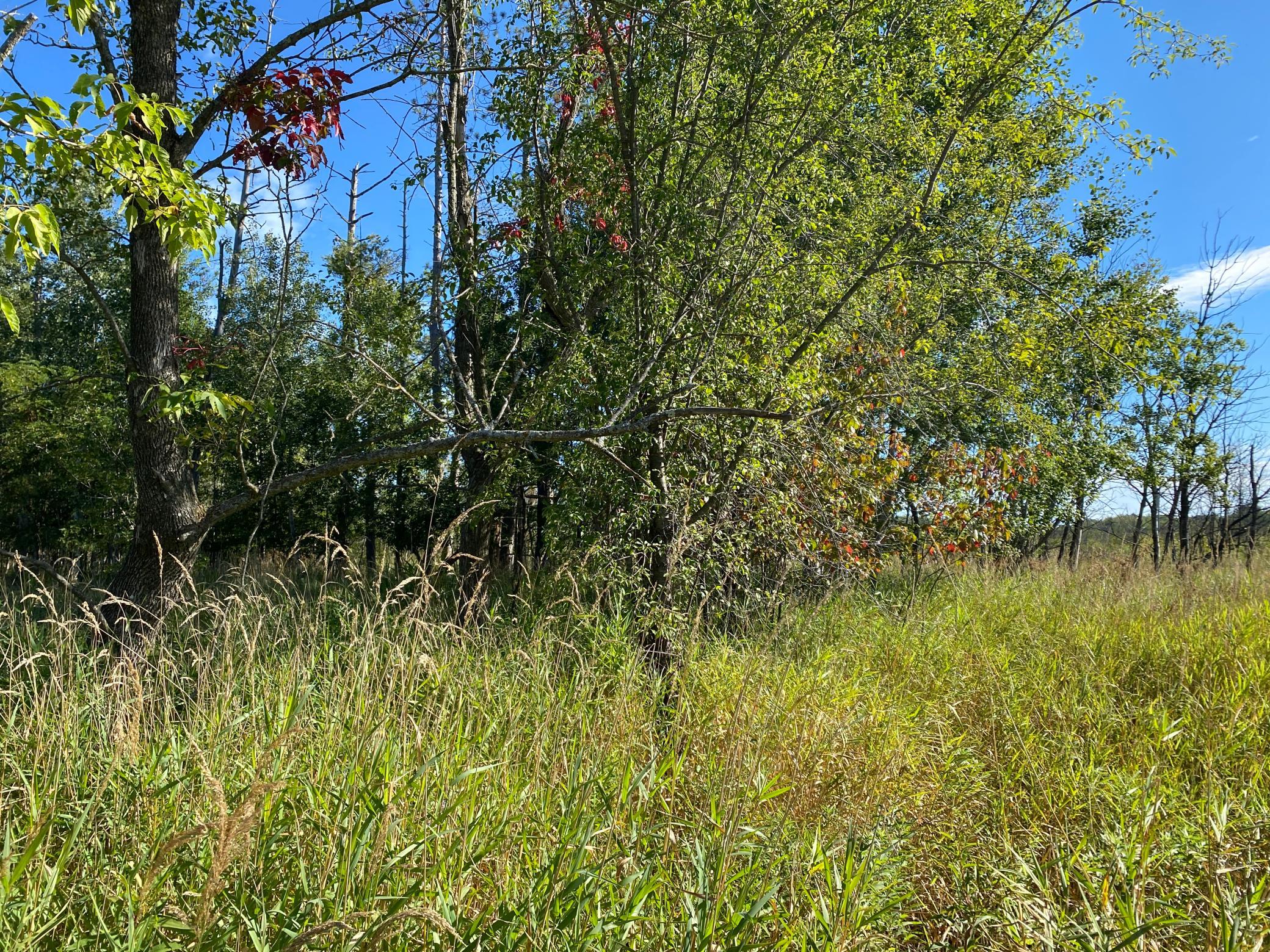 3-acre lot rear view.JPG