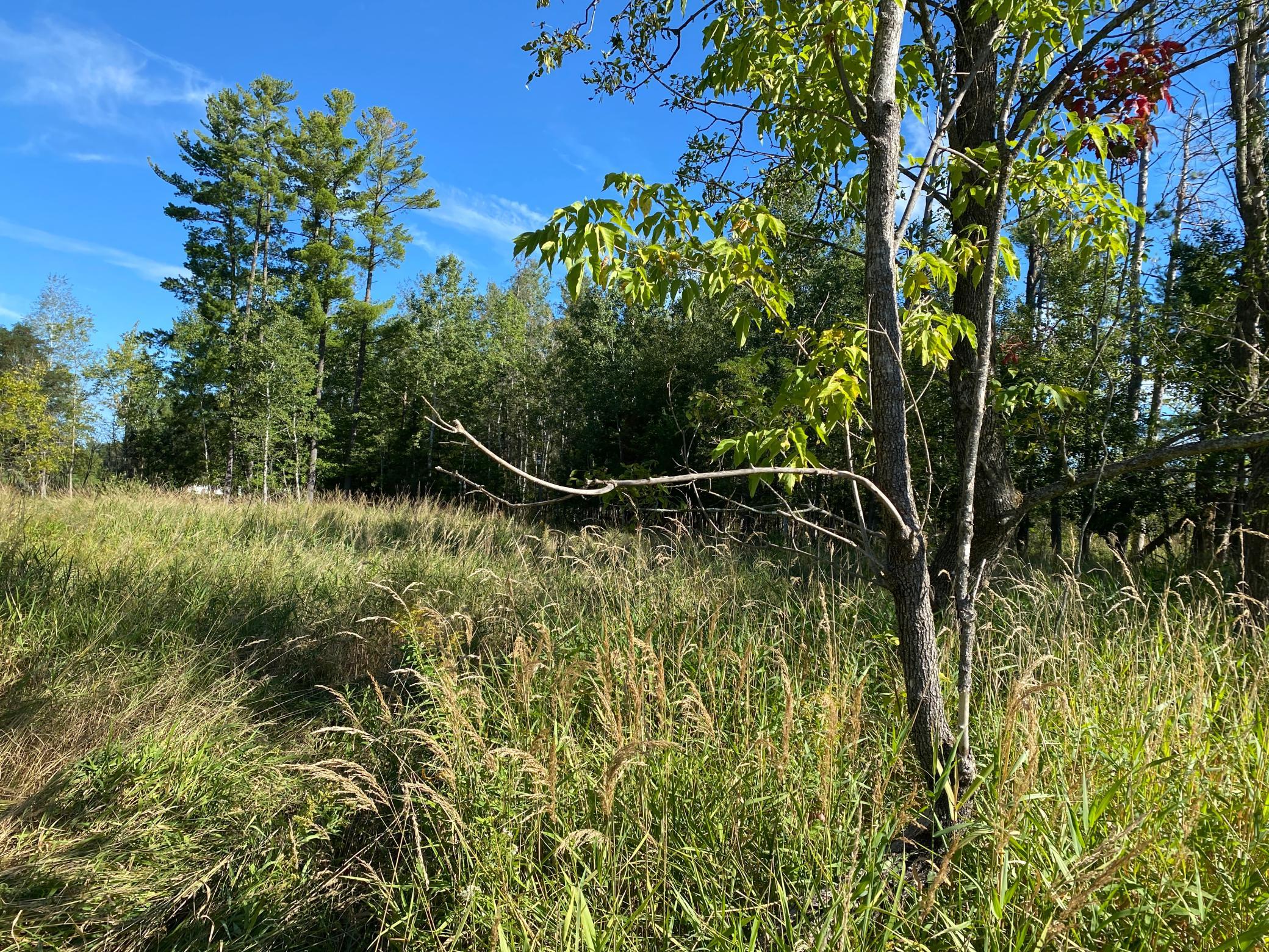 3-acre lot privacy plu.JPG