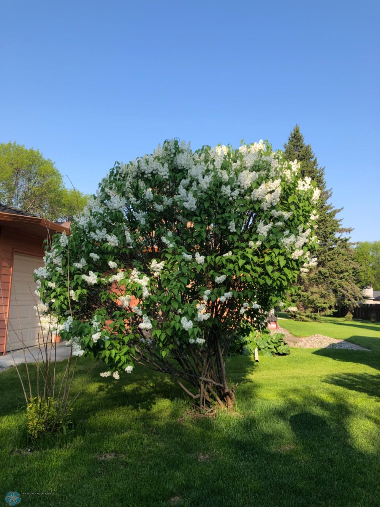 yard3.jpg