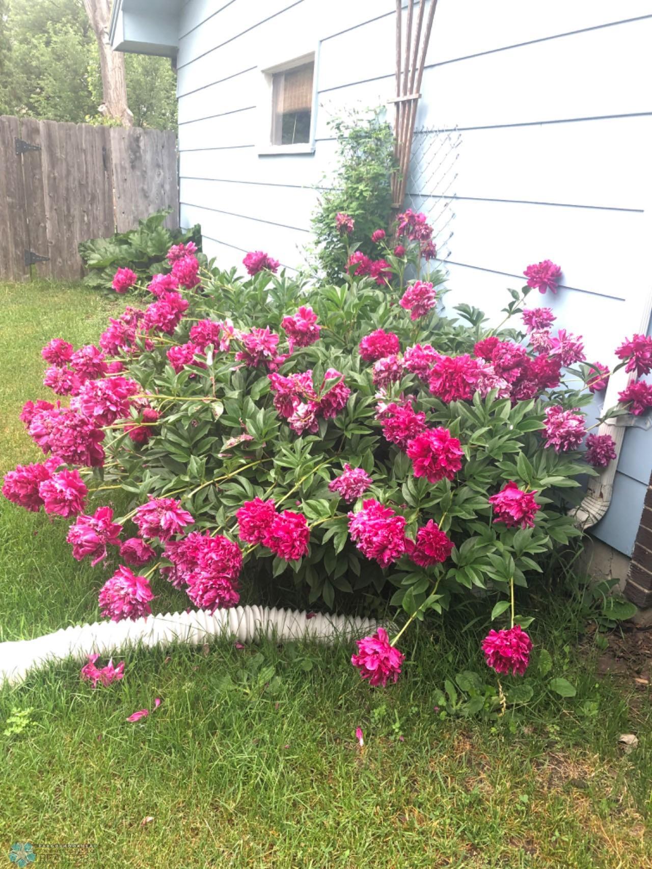 yard2.jpg
