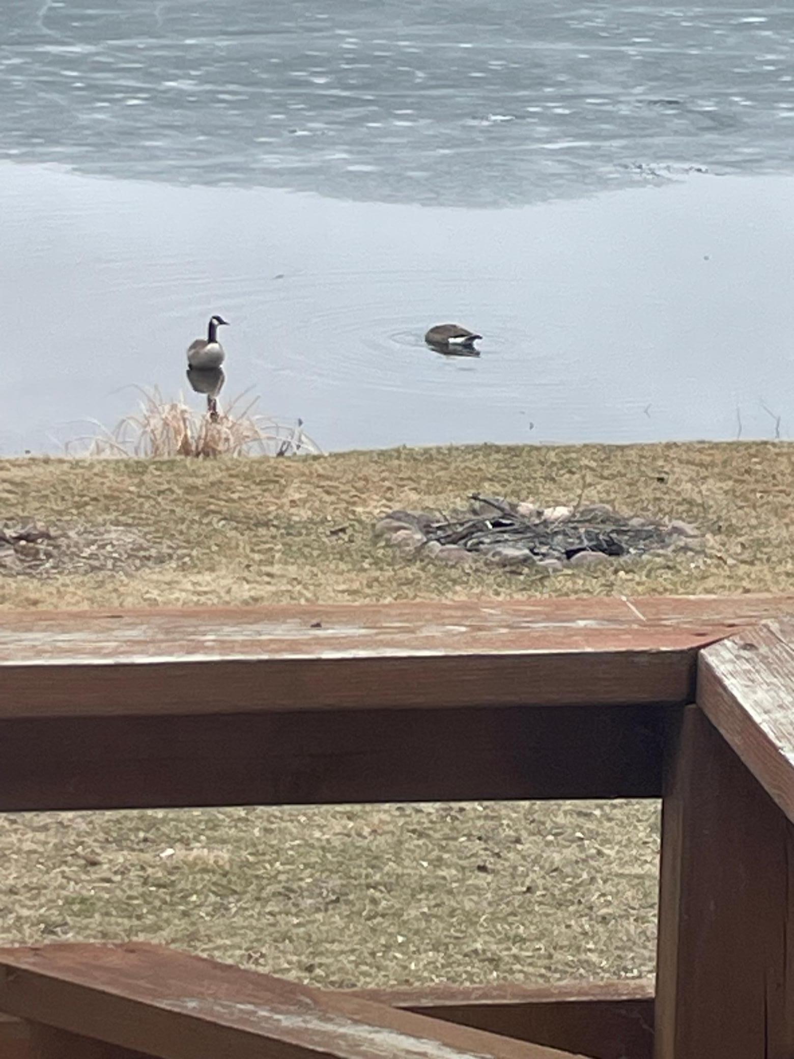 Wildlife